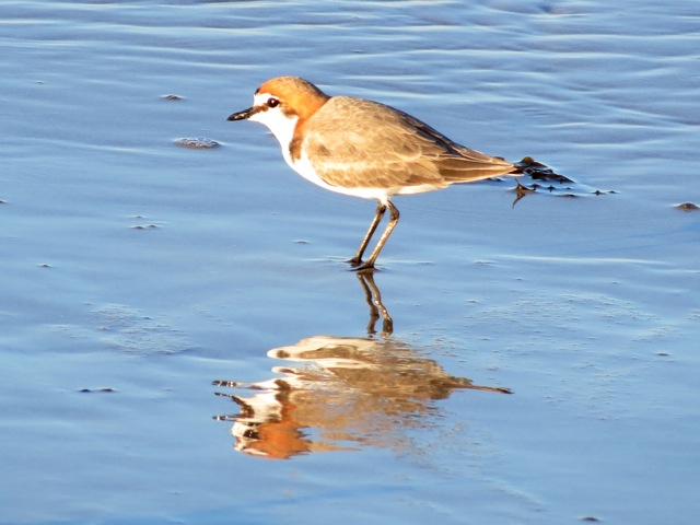 red-capped dotterel