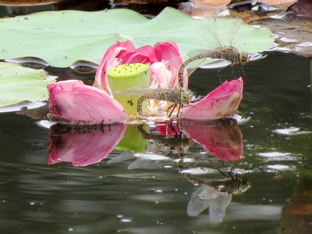 dragonflies and lotus